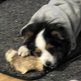 Australian Shepherds, Miniature Australian Shepherds, and Toy Australian Shepherds from Bit O' Bliss Aussies LLC