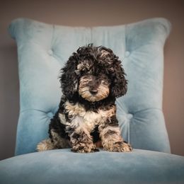 Flower - Blue merle female Bernedoodle puppy in Caldwell, Idaho from Boise Doodle Co.