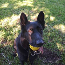 German Shepherds from Victor Dawson's German Shepherds