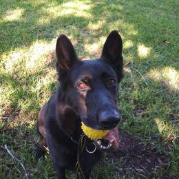 German Shepherds from Victor Dawson's German Shepherds