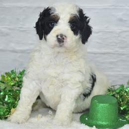 Bella - White female Bernedoodle puppy in Moulton, Iowa from Shondel Puppy Paws