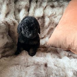 Luigi - Phantom male Poodle puppy in Uniondale, New York from Poodles Are Mixy