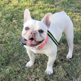 Taffy - French Bulldog