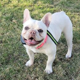 Taffy - French Bulldog