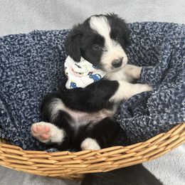 Nelson - Black and white male Aussiedoodle puppy in Kensington, Ohio from Hickory Hideaway Doodles