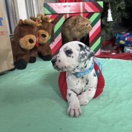 Blue collar boy - White and black male Dalmatian puppy in Wilson, North Carolina from New Horizonz Dalmatians