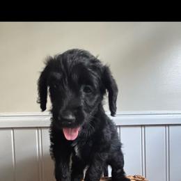 Theodore - Black male Labradoodle puppy in Baldwin, New York from remiandraesweetdoodlesli