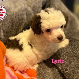 Lyric - Brown female Poodle puppy in Ardmore, Oklahoma from The Poodles of Green Acres