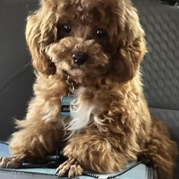 Border Collie and Poodle Puppies from Ross Vegas Kennels
