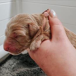 Cloudy - Cream female Goldendoodle puppy in Everett, Washington from Big Top Doodles