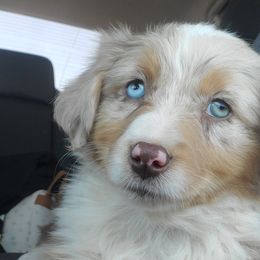 DEJA - Australian Shepherd