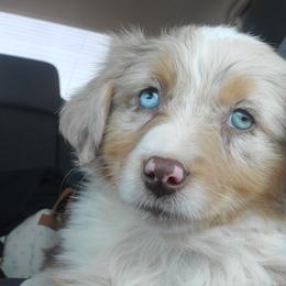 DEJA - Australian Shepherd