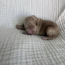 Thumper - Red  male Goldendoodle puppy in Calera, Alabama from Red Mountain Minis