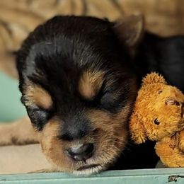 Yorkshire Terriers from Amy Timpe