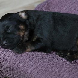 Noel - Black phantom female Aussiedoodle puppy in Casa, Arkansas from Blue Diamond Puppies