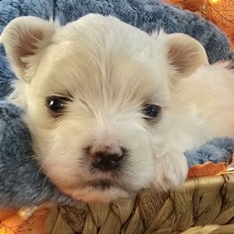 Simon - Health tested parents - White male Maltese puppy in Greenville, North Carolina from Amanda's Sugar Sweet Puppies