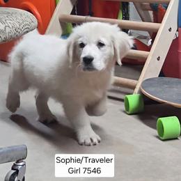 Sophie Girl 4 - Light golden female Golden Retriever puppy in Niles, Michigan from Composer Goldens