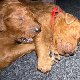 Red - Red  male Poodle puppy in Keedysville, Maryland from Sunshine Red Standard Poodles
