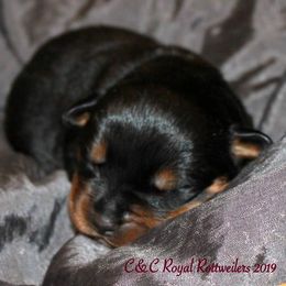 Rottweiler Puppies from C&C Royal Rottweilers