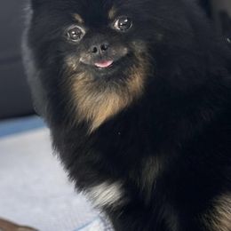 Kiki - Pomeranian