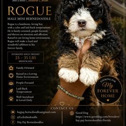 Rogue - Tri-color male Bernedoodle puppy in Jacksonville, Florida from Haj Paj Bernedoodles