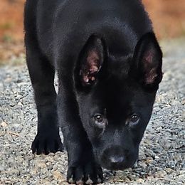 German Shepherd Puppies from Vom Hallynn Haus