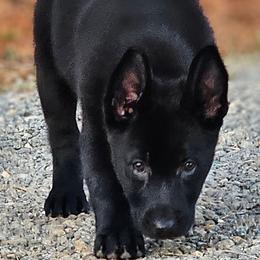 German Shepherd Puppies from Vom Hallynn Haus