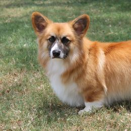 Hank - Pembroke Welsh Corgi