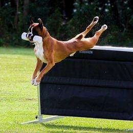 Boxer All Grown Up from Dizara Boxers