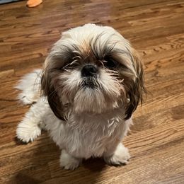 Stetson - Shih Tzu