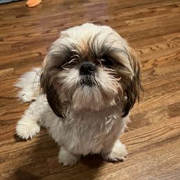 Stetson - Shih Tzu