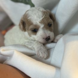Girl 1 - Parti female Poodle puppy in Nacogdoches, Texas from Nacadoodles