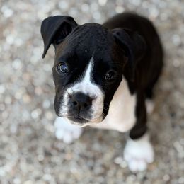 Tiffany - Brindle female Boxer puppy in Brock, Texas from Tommaso AKC Boxers