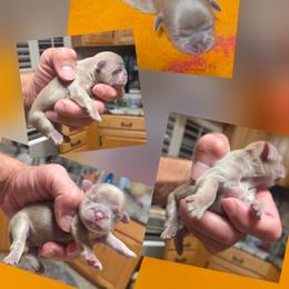 Boy 1 - Lilac male Shih Tzu puppy in Houston, Texas from Shih Tzu Houston