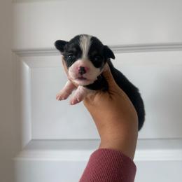 Waylon - Black and tan male Pembroke Welsh Corgi puppy in Red Bluff, California from Wilder Ranch Corgis