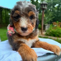 Nala - Merle female Bernedoodle puppy in Sherman, Illinois from Shirl Doodle Life