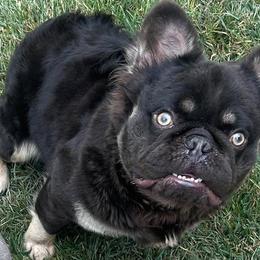 Chihuahuas from Sasha’s Elite Kennel LLC