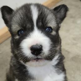 Droggo - Black tan and white male Siberian Husky puppy in Auburn, Washington from Black Diamond Siberian Huskies