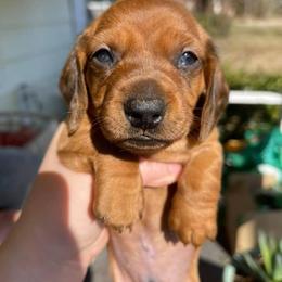 Dachshund Puppies from MNE Miniature Dachshunds