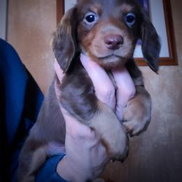 Dachshund and Great Dane Puppies from AZ's Prestigious Minature Dachshunds