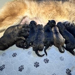 Female 6 - Black and red female German Shepherd puppy in Litchfield, Ohio from Eden Shepherds