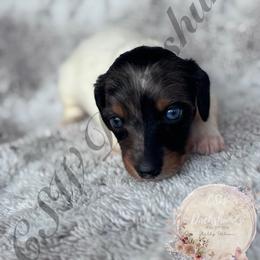 Draco - Piebald male Dachshund puppy in Lufkin, Texas from CSW Dachshunds