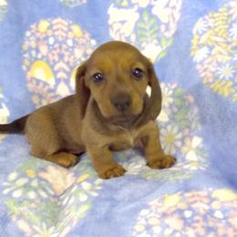 Daisy - Red female Dachshund puppy in Albertville, Alabama from Jana Rae's