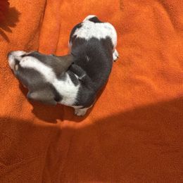 Dachshund Puppies from Sandy's Mini Weenies in Cali