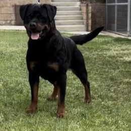 Ava - Rottweiler