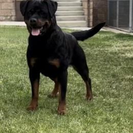 Ava - Rottweiler