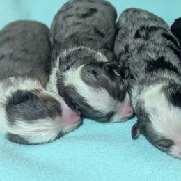 Aussiedoodles from Diamond H Puppies