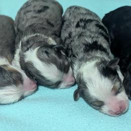 Aussiedoodles from Diamond H Puppies