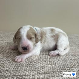Frosty - Parti male Goldendoodle puppy in Crothersville, Indiana from Wischmeier’s Doodles