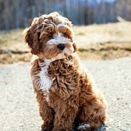 Greta - Cavapoo